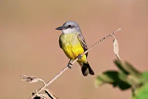 Tyrannus: Tropical Kingbird - March - Outside Sanblas