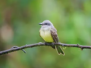 Kingbirds: Tropical Kingbird Tyrannus melancholicus Ecuador