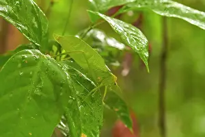 Grasshopper2: Tropical leaf Grasshopper - Kaw Mountain - French