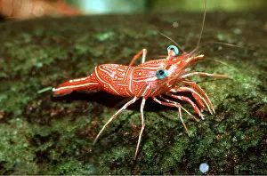 Prawn: TROPICAL MARINE PRAWN