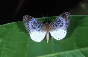 Riodinidae: Tropical Metalmark