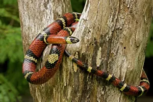 Kingsnake: Tropical Milk Snake / Milksnake