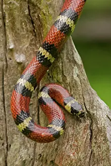 Kingsnake: Tropical Milk Snake / Milksnake