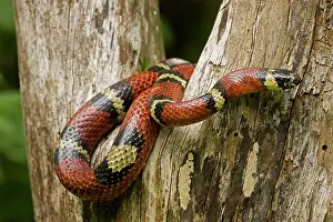 Kingsnake: Tropical Milk Snake / Milksnake