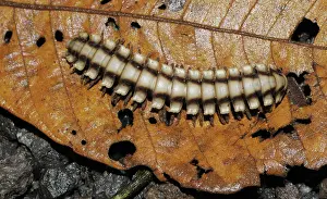 Rican: Tropical millipede