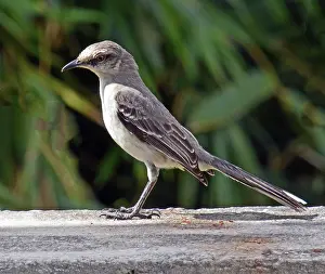 100620: Tropical Mocking Bird, Central America to Brazil