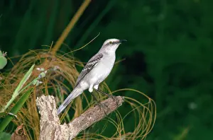 Gillean White: TROPICAL MOCKINGBIRD