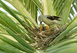 Predation: Tropical mockingbird