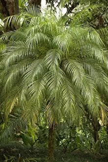 Phoenix: A tropical Palm Tree