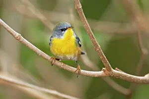 Parula: Tropical Parula