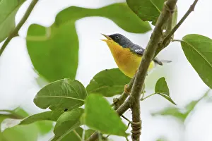 Calls: Tropical Parula