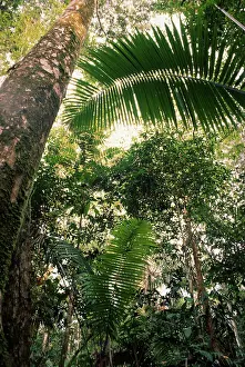 Canopy: Tropical Rainforest