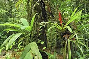 Bromeliads: Tropical rainforest with bromeliad