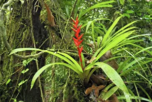Bromeliads: Tropical rainforest with bromeliad