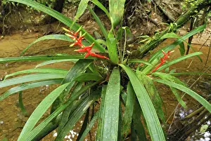 Bromeliads: Tropical rainforest with bromeliad