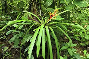 Bromeliads: Tropical rainforest with bromeliad