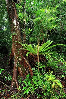 Buttress: Tropical rainforest with buttress root and Bird's Nest Fern