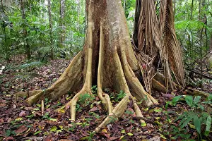 Upstream: Tropical Rainforest - buttress roots on tree upstream