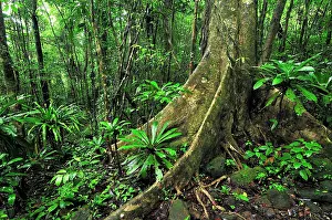 Habtiat: Tropical rainforest with buttress tree