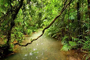 Meanders: Tropical Rainforest - a calm creek meanders through