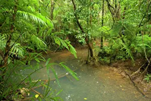 Meanders: Tropical Rainforest - a calm creek meanders through