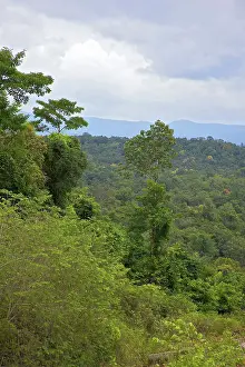 Connie: Tropical rainforest, Cardamom Mountains