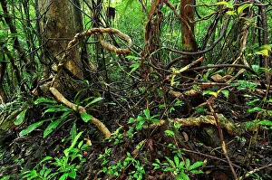 Liana: Tropical rainforest with liana or vine
