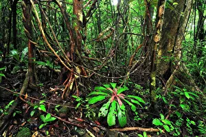 Liana: Tropical rainforest with liana or vine