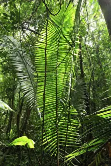 Liana: Tropical rainforest with lianas