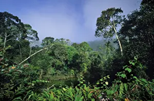 Perinet: Tropical Rainforest, Perinet, Madagascar, Africa