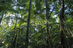 Nort: Tropical rainforest Queensland, Australia, Nort