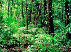Daintree: Tropical rainforest during rain Daintree National Park