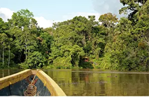 Ecuadoran: Tropical rainforest on the Tiputini river, bow