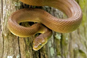 Constriction: Tropical Rat Snake - constrictor