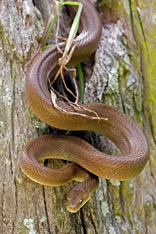 Constriction: Tropical Rat Snake - constrictor