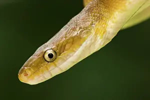 Constriction: Tropical Rat Snake - constrictor