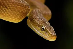 Constriction: Tropical Rat Snake - constrictor