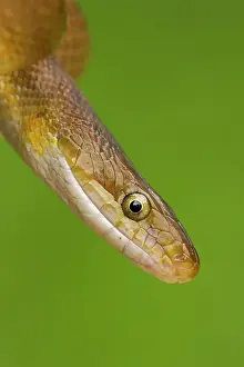 Constriction: Tropical Rat Snake - constrictor