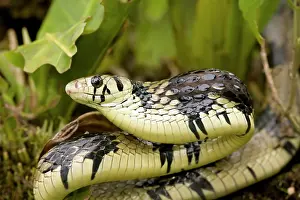 Spilotes: Tropical Rat Snake - defensive display - tropical