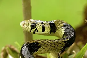 Spilotes: Tropical Rat Snake - tropical rainforest
