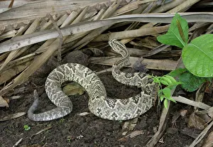 Durissus: Tropical RATTLESNAKE