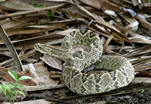 Coils: Tropical RATTLESNAKE