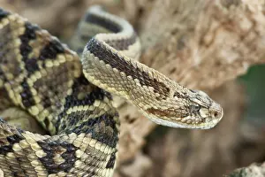 Alajuela: Tropical Rattlesnake