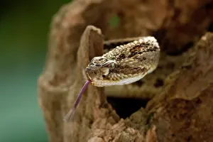 Durissus: Tropical Rattlesnake