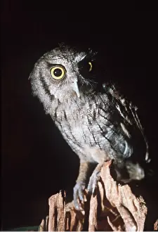 Screech: TROPICAL SCREECH OWL