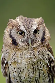 Screech: Tropical screech owl or Choliba screech owl (Megascops