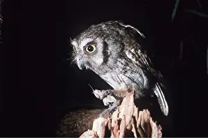 Screech: TROPICAL SCREECH OWL - eating moth