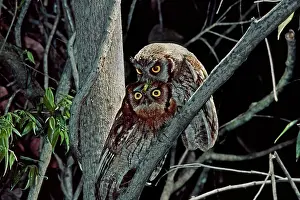 Screech: Tropical Screech-owls with grasshopper prey