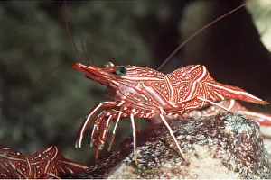 Tentacles: TROPICAL SHRIMPS - ON ROCK