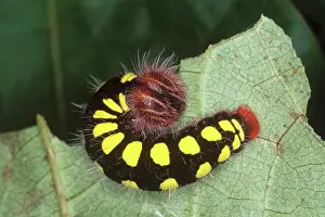 Rican: Tropical Skipper Caterpillar